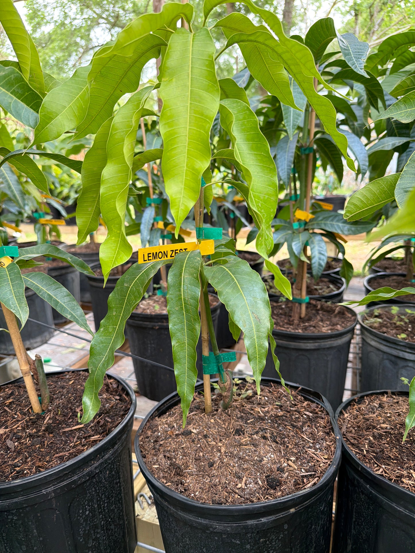 Lemon Zest Mango Tree