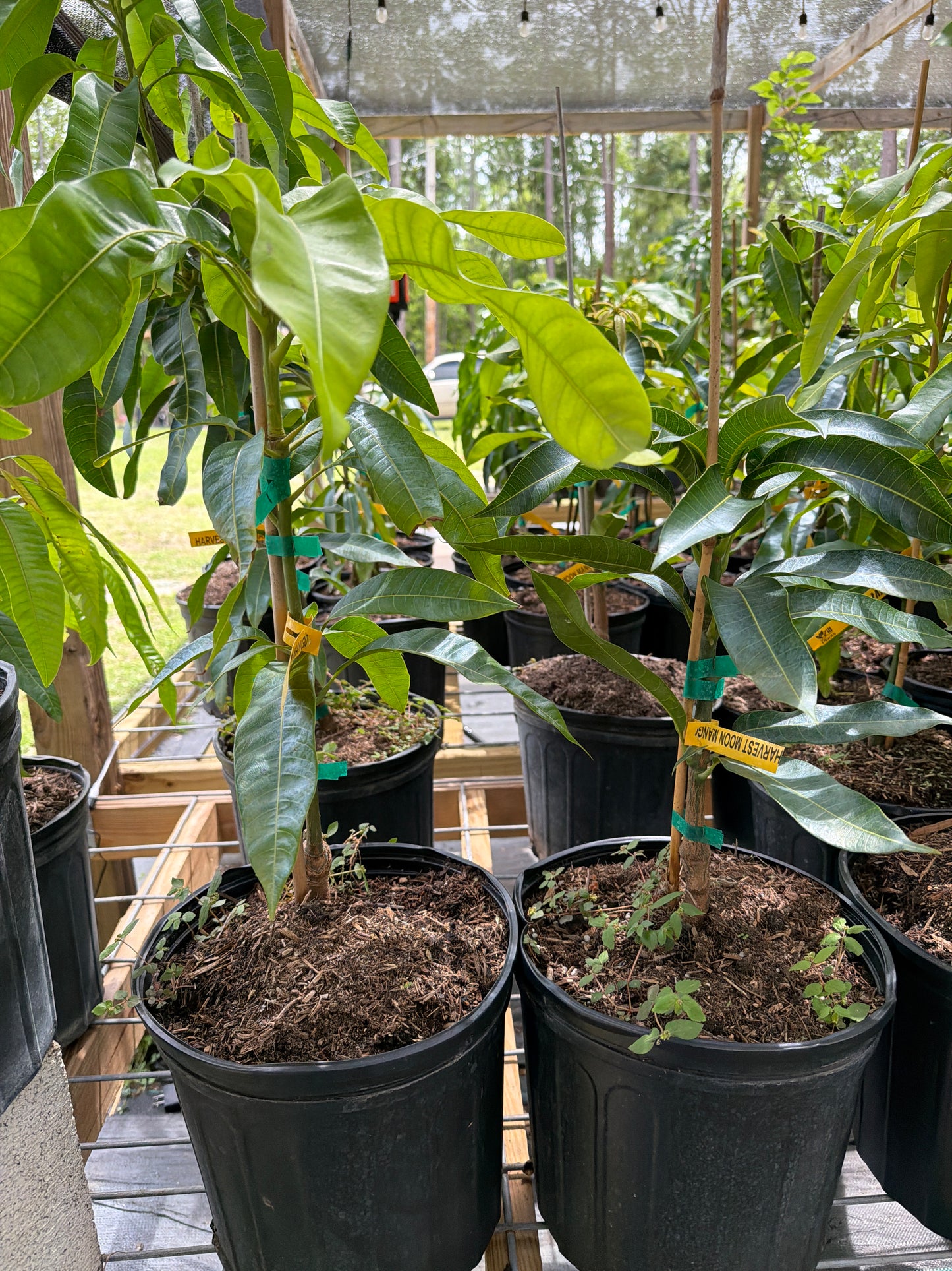 Harvest Moon Mango Tree