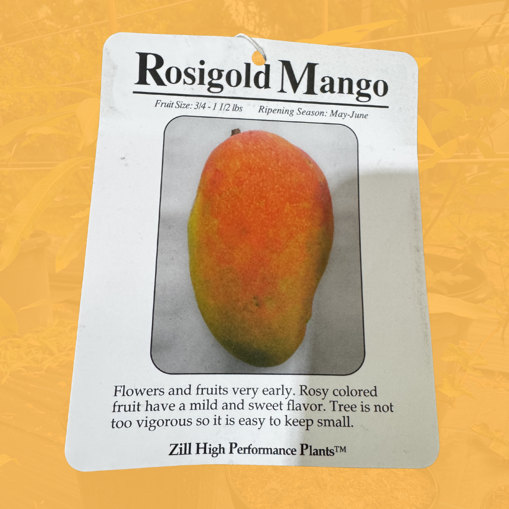 Rosi Gold Mango Tree