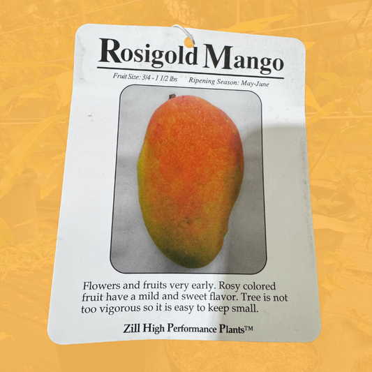 Rosi Gold Mango Tree