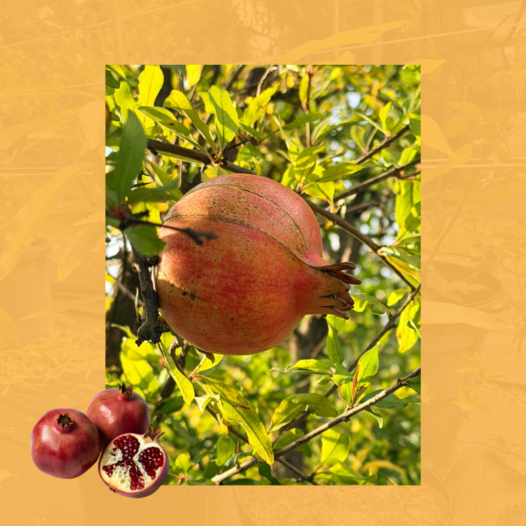 Pomegranate Tree