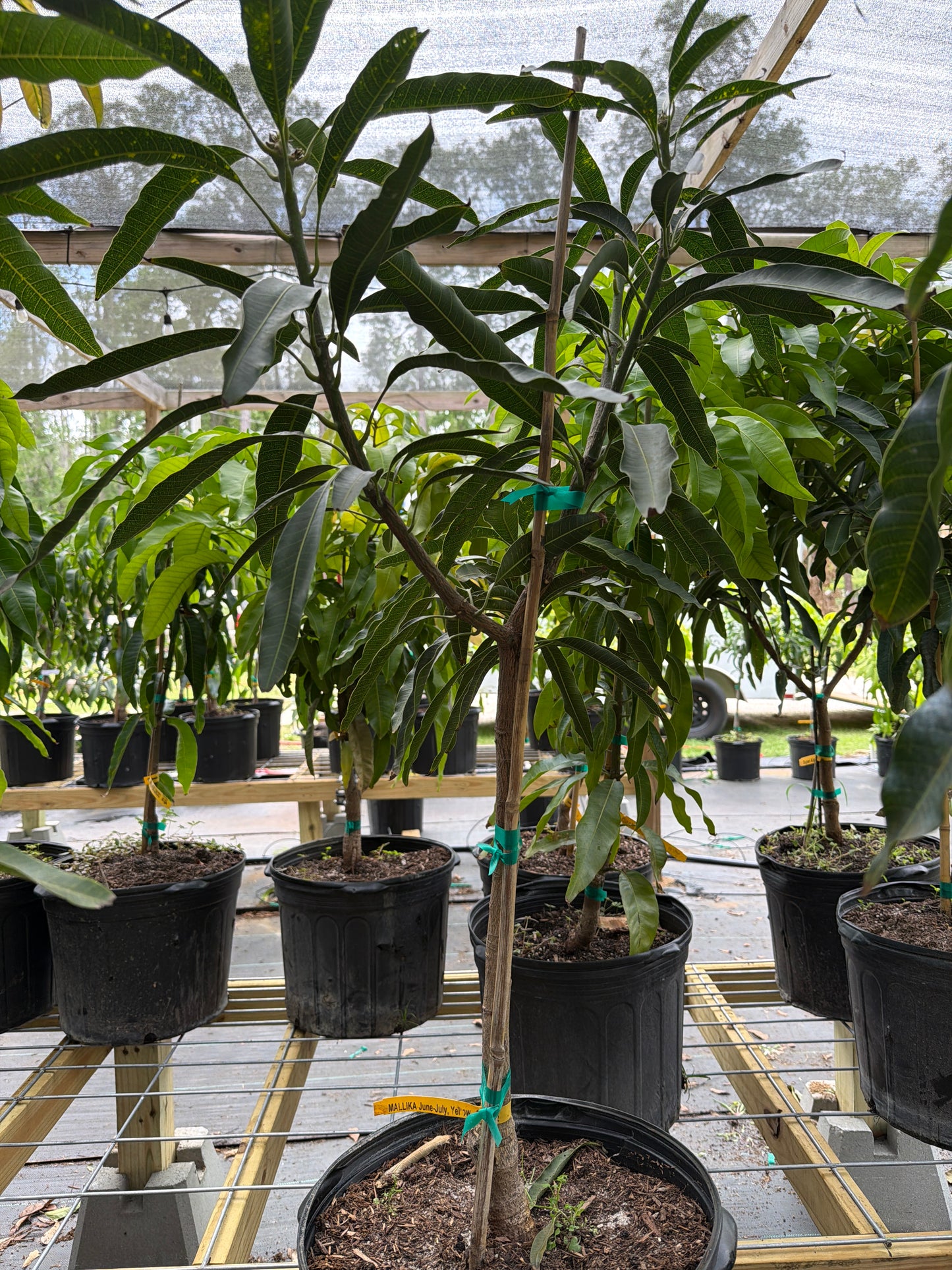 7 Gallon Mallika Mango Tree