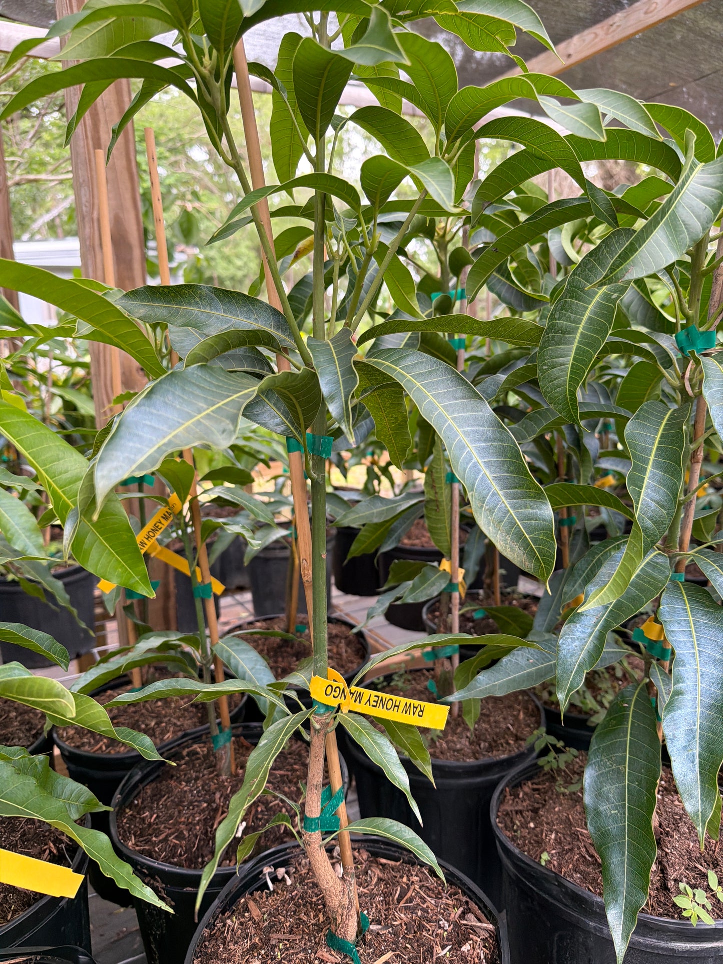 Raw Honey Mango Dwarf-Compact Tree