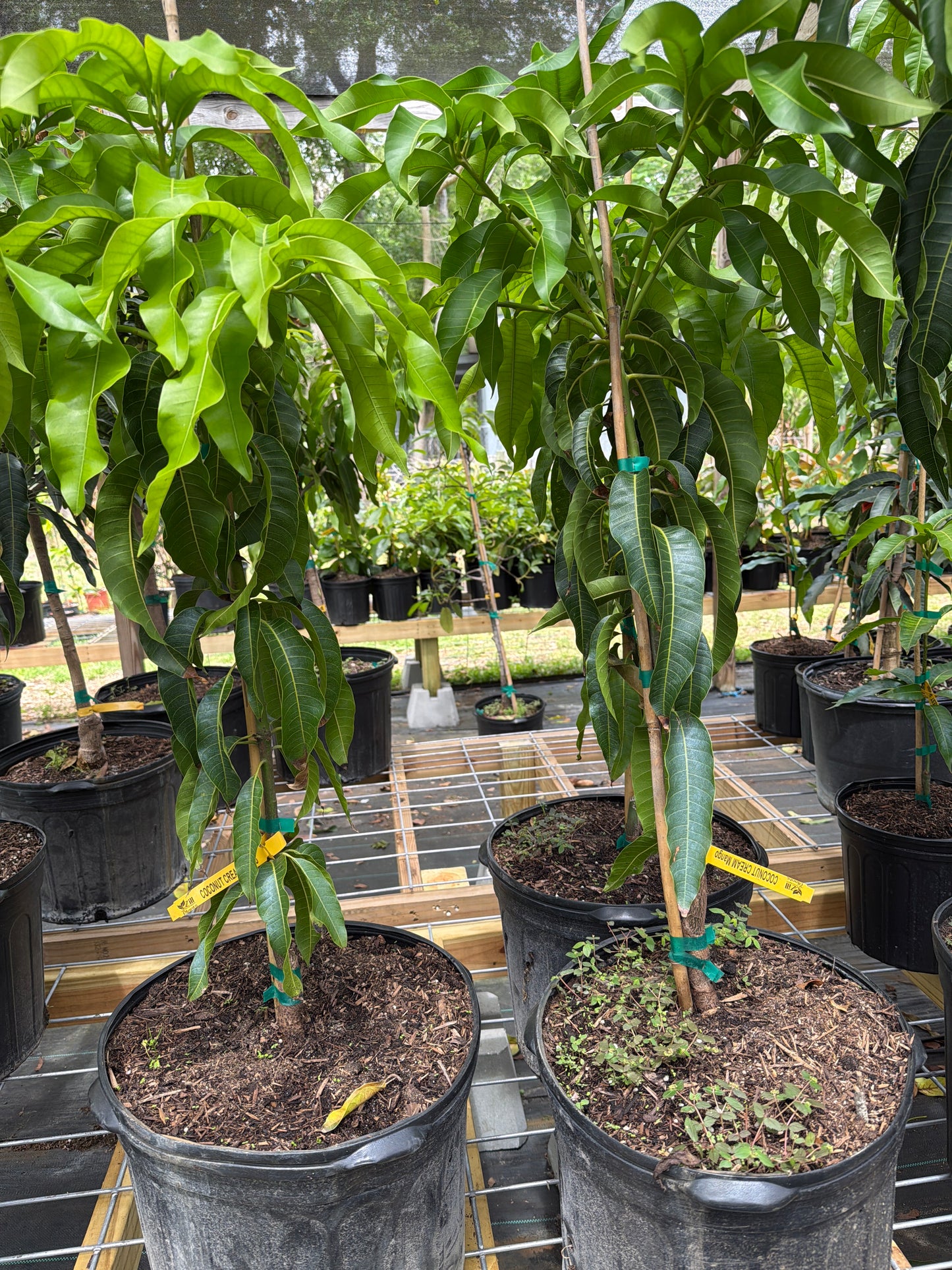 7 gallon: Coconut Cream Mango Tree