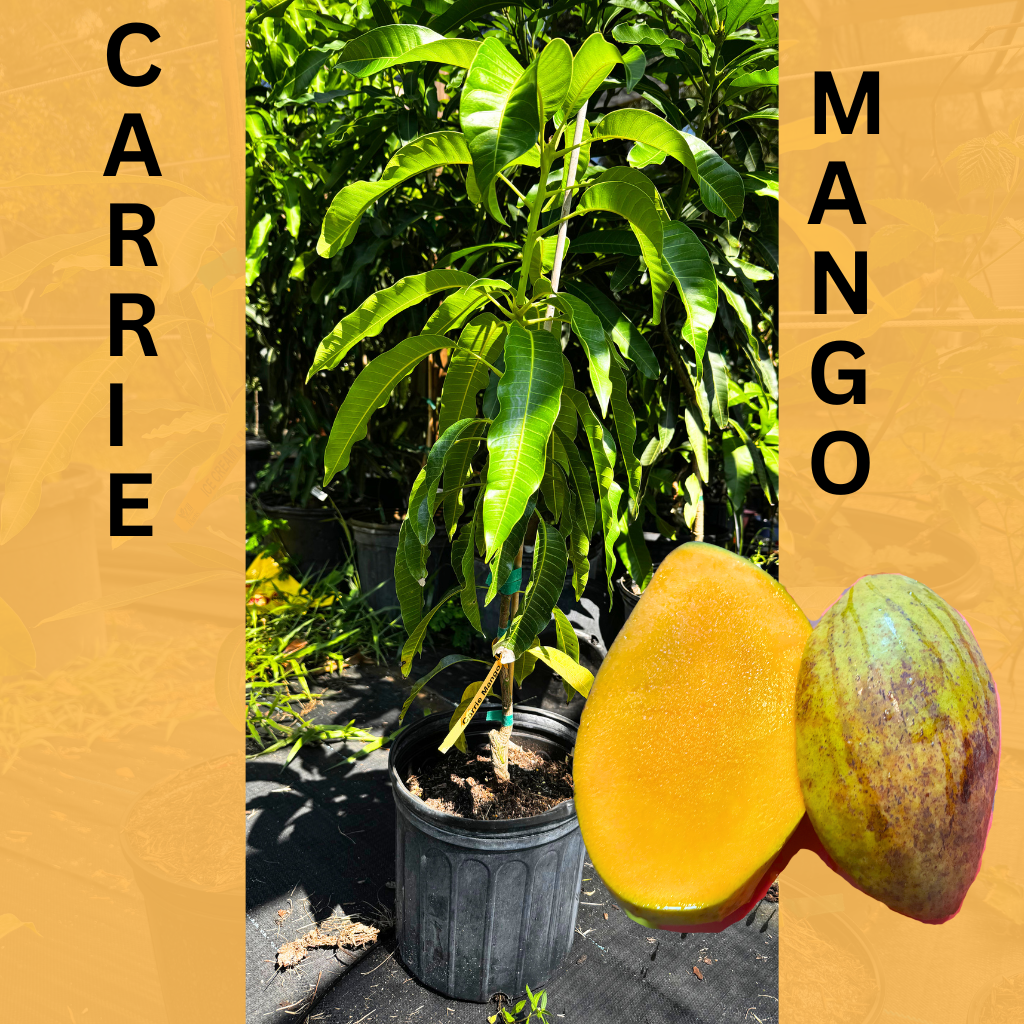 Carrie Semi Dwarf Mango Tree