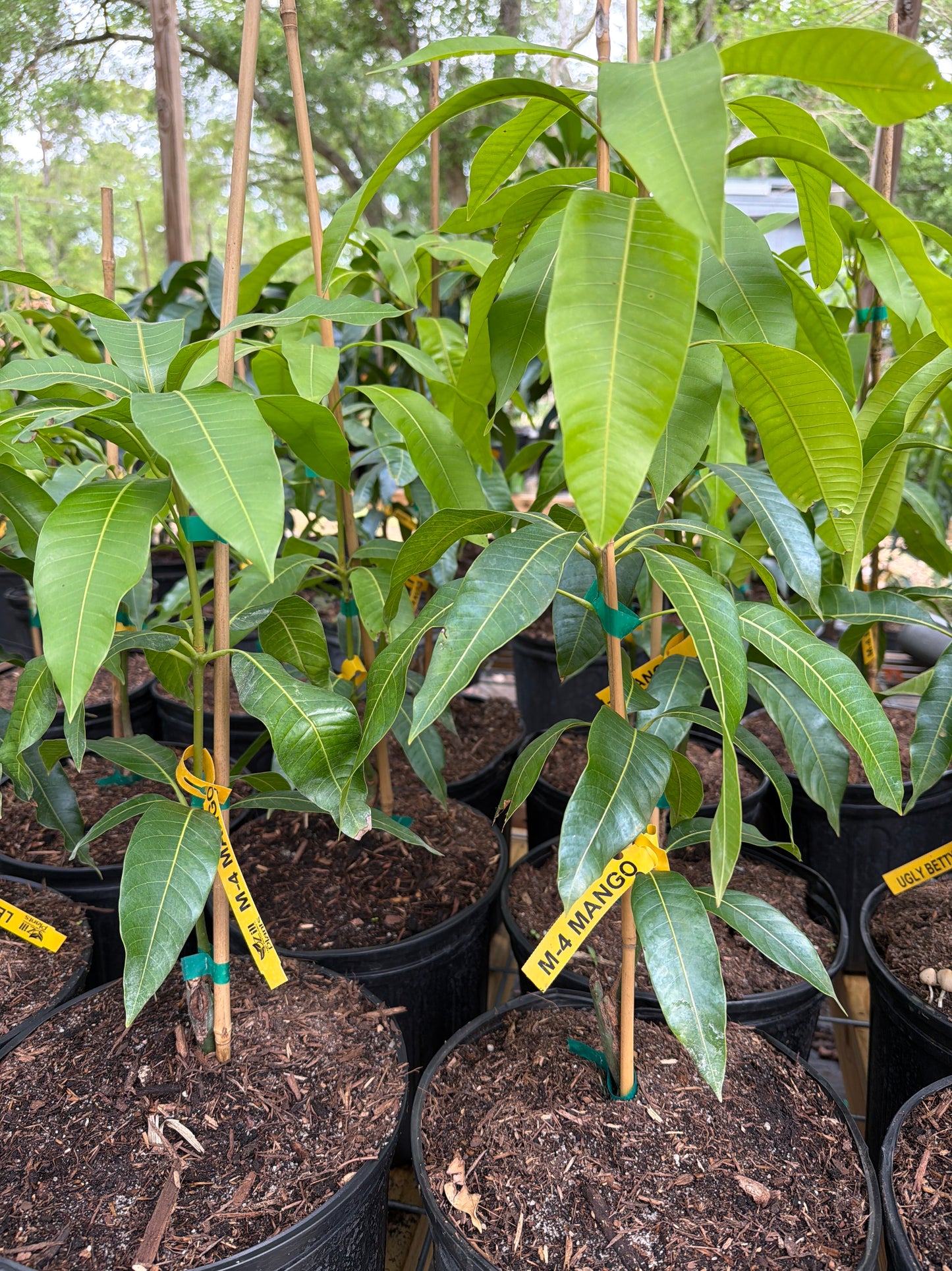 M4 Coconut Flavor Mango Tree