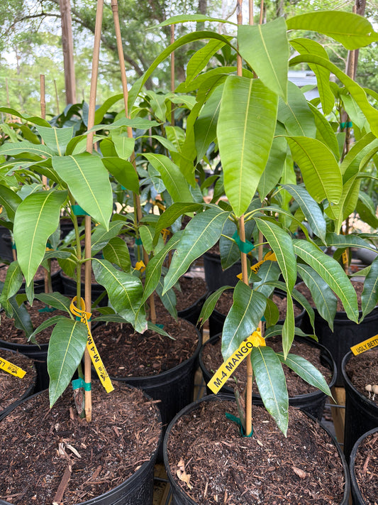 M4 Coconut Flavor Mango Tree