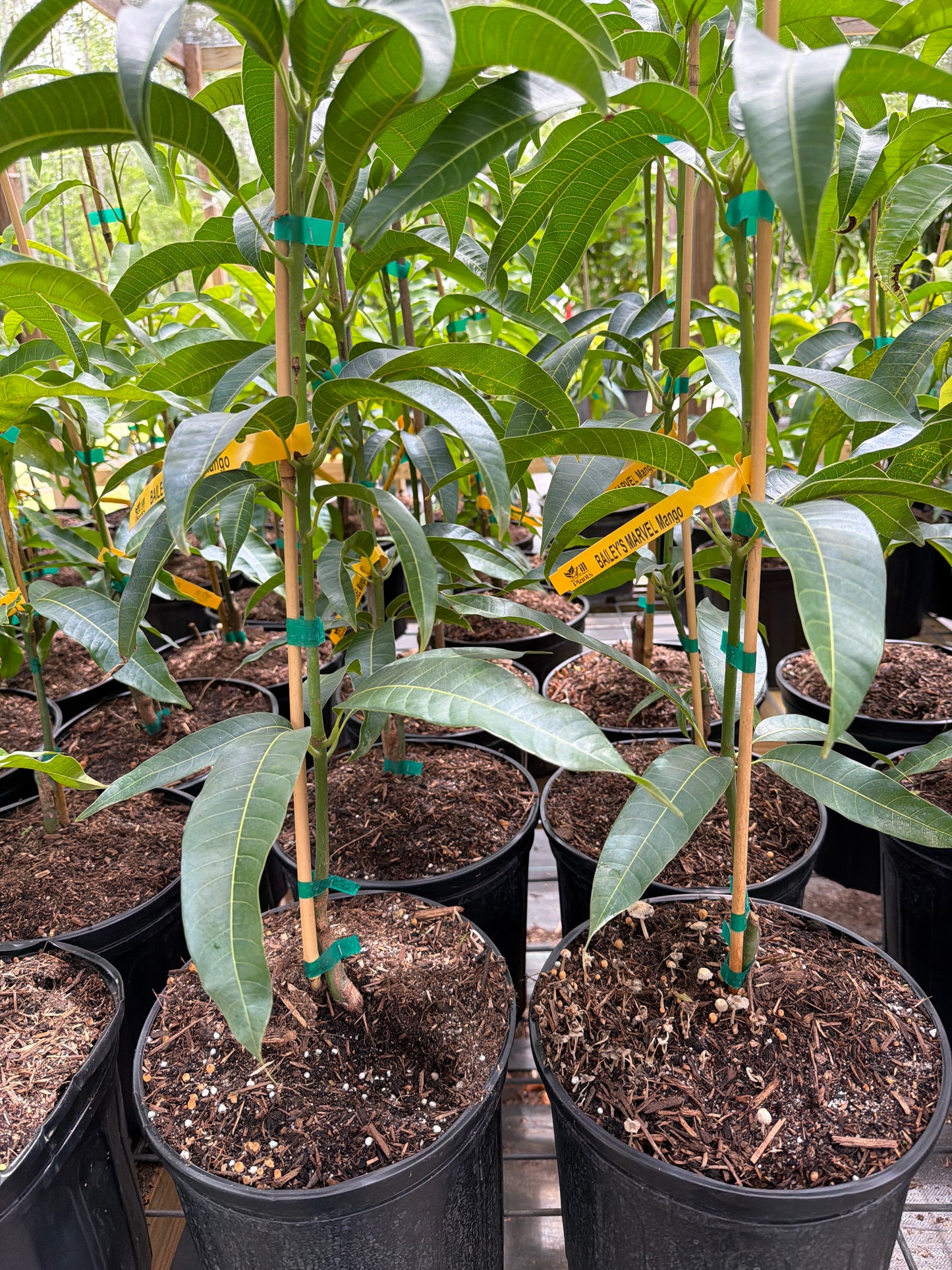 Bailey's Marvel Mango Tree