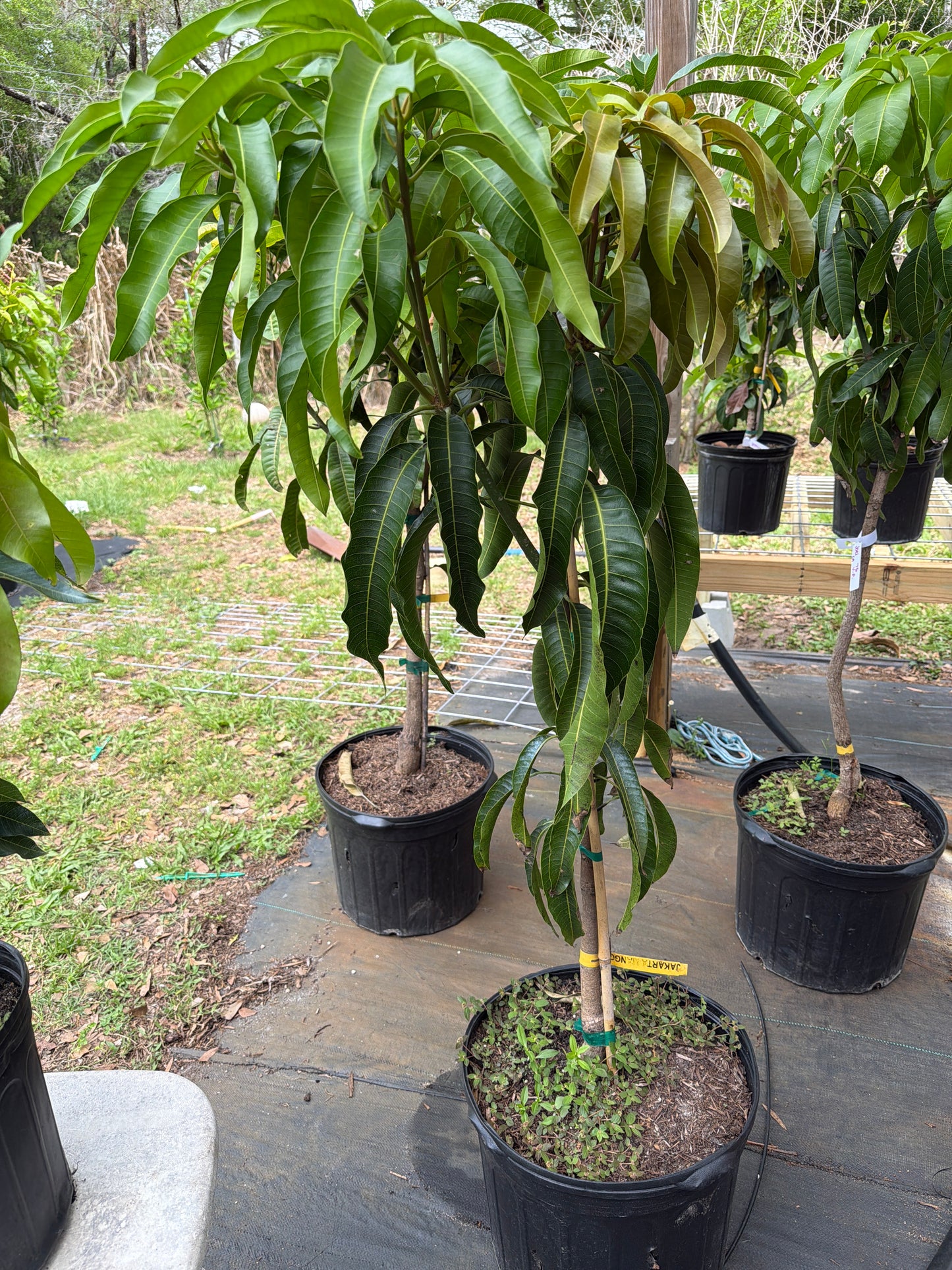 7 gal: Jakarta Mango Tree