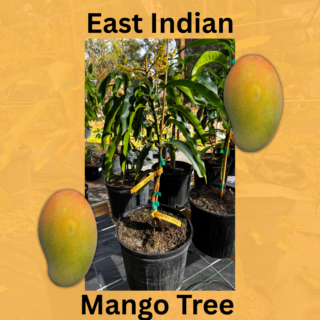 East Indian Mango Tree