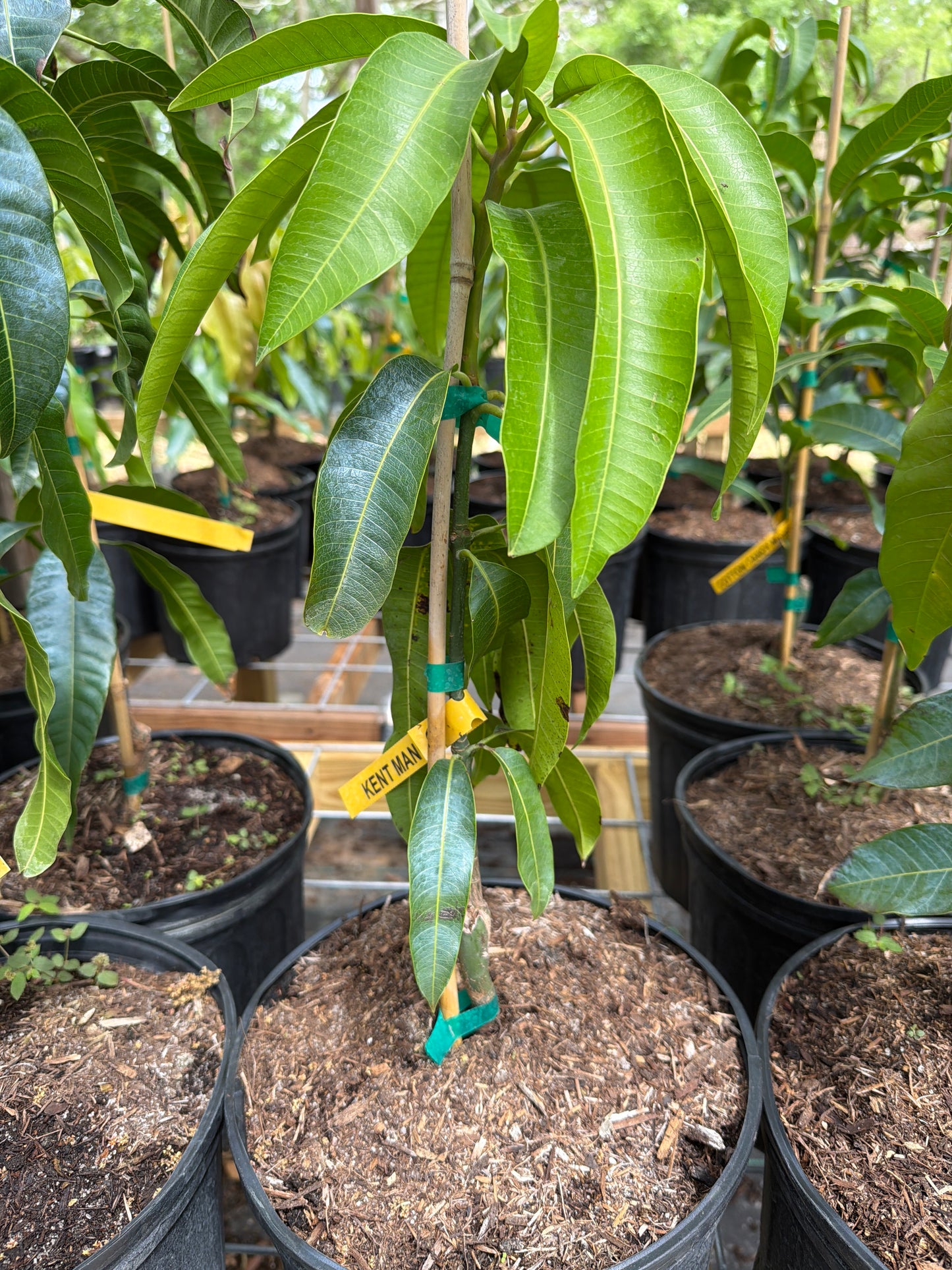 Kent Mango Tree