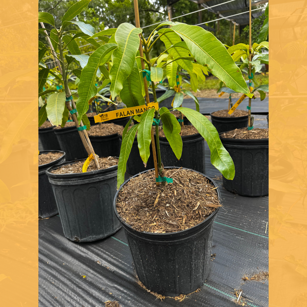 Falan Mango Compact Tree