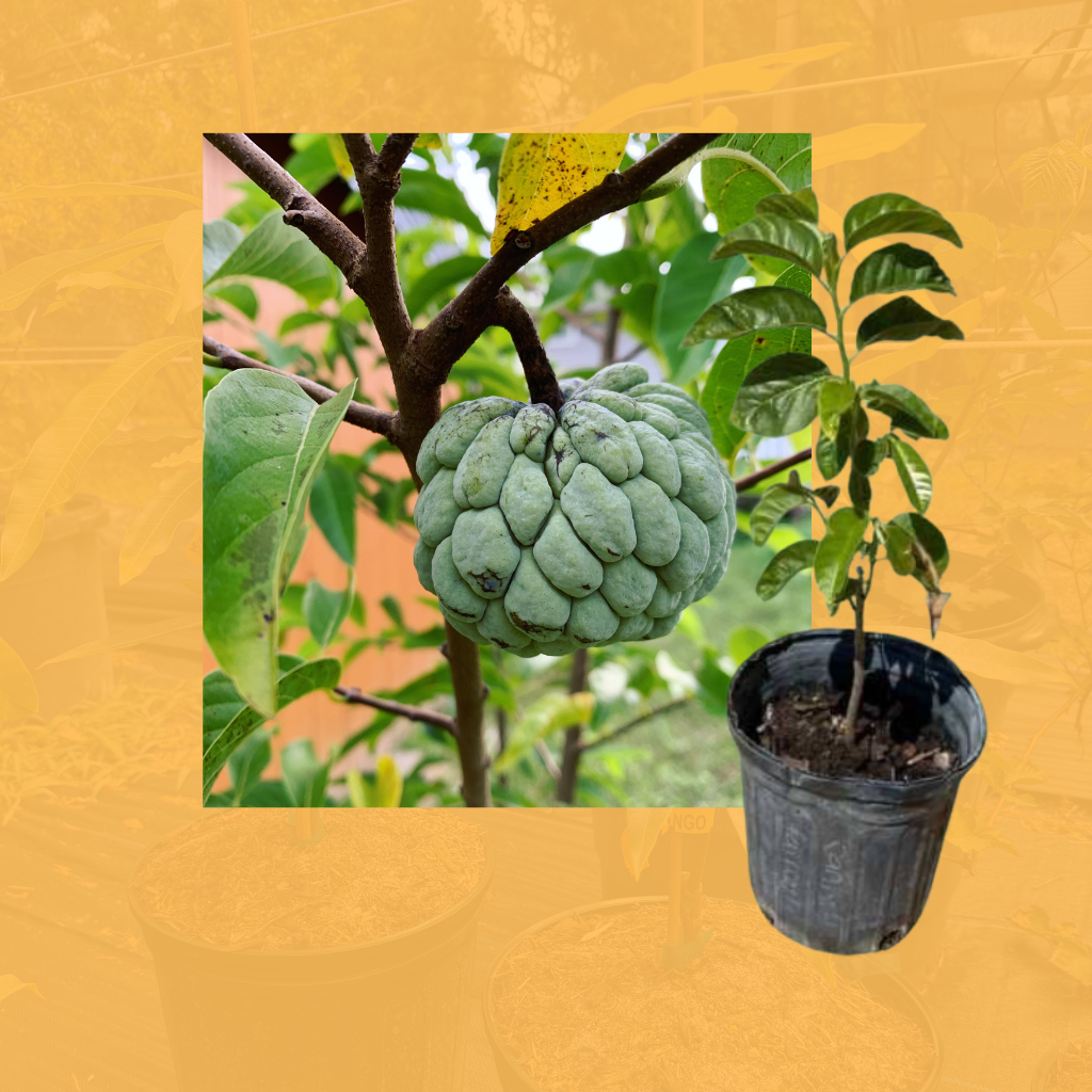 Asian Custard Apples, Sugar Apple Tree (Green)