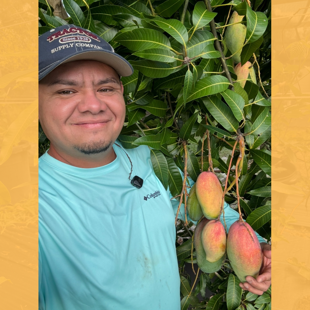 Valencia Pride Mango Tree