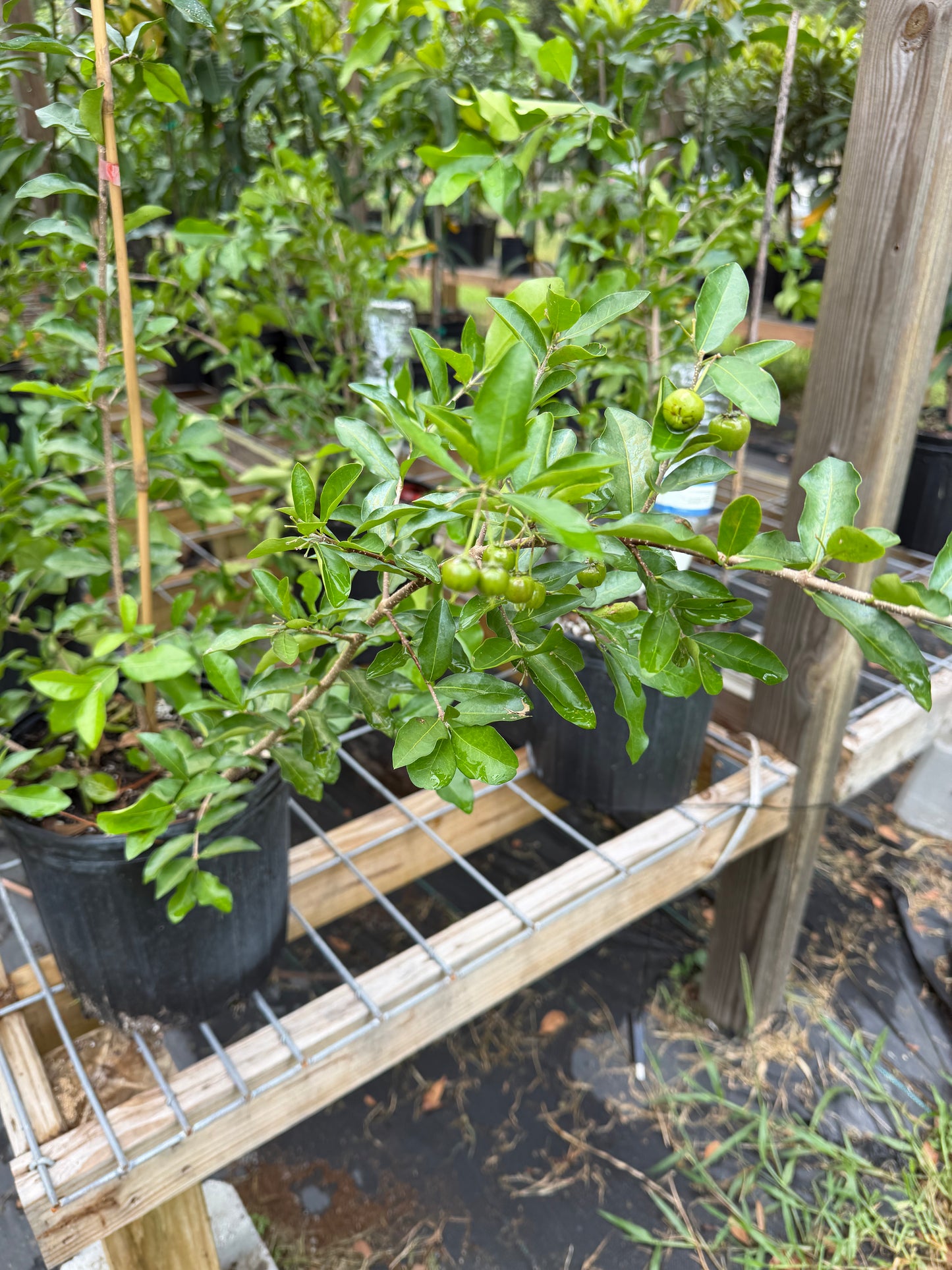 Barbados Cherry Tree