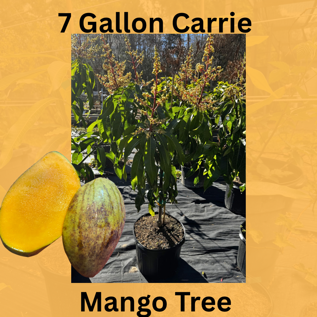 (7 Gallon) Carrie Semi Dwarf Mango Tree