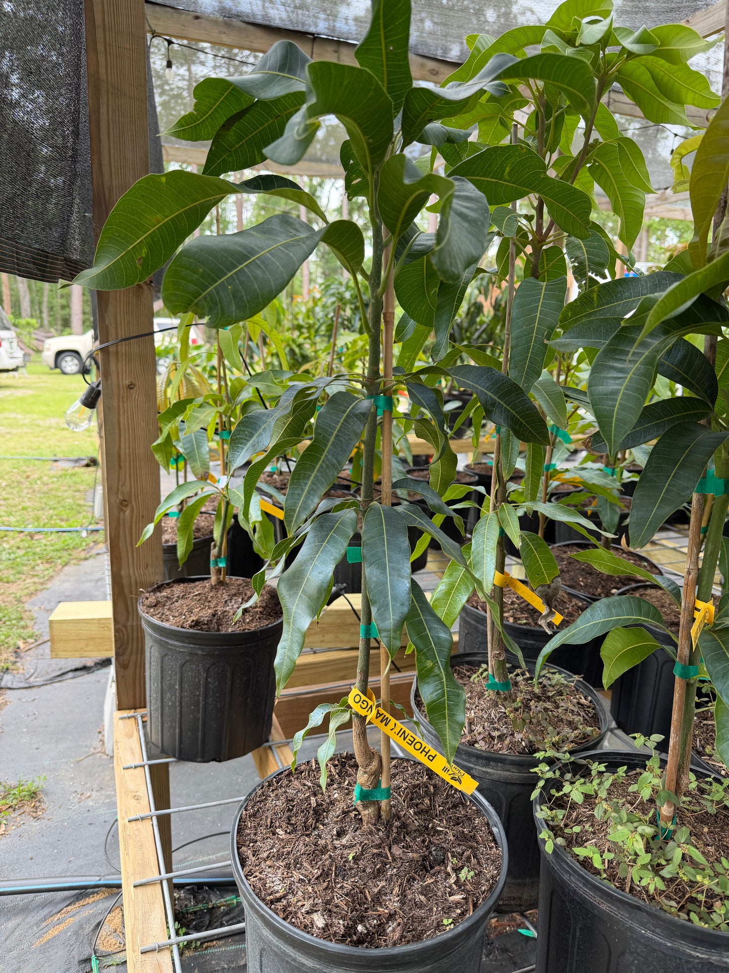Phoenix Mango Tree