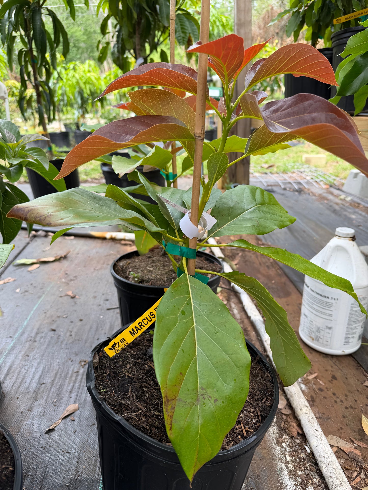 Marcus Pumpkin Avocado Tree