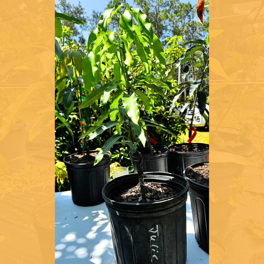 Julie Dwarf Mango Tree