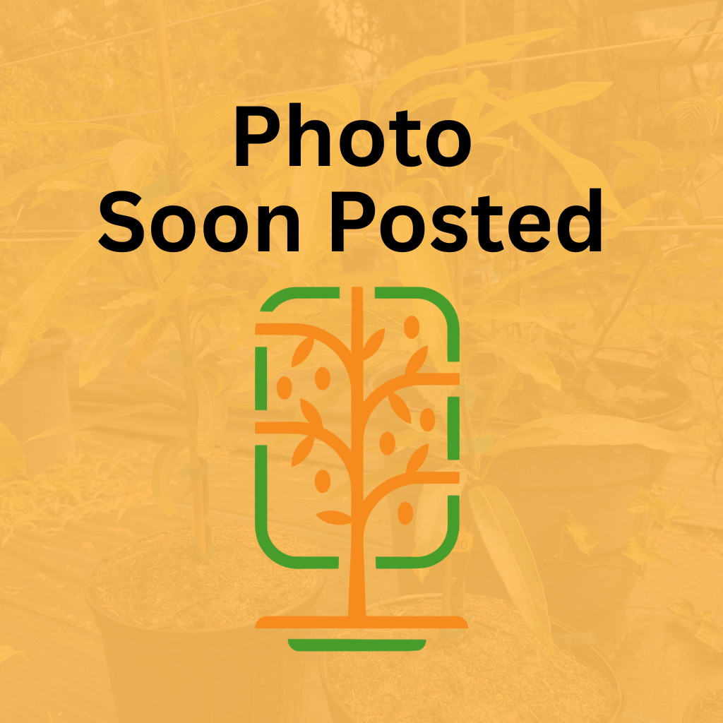 Jakarta Mango Tree