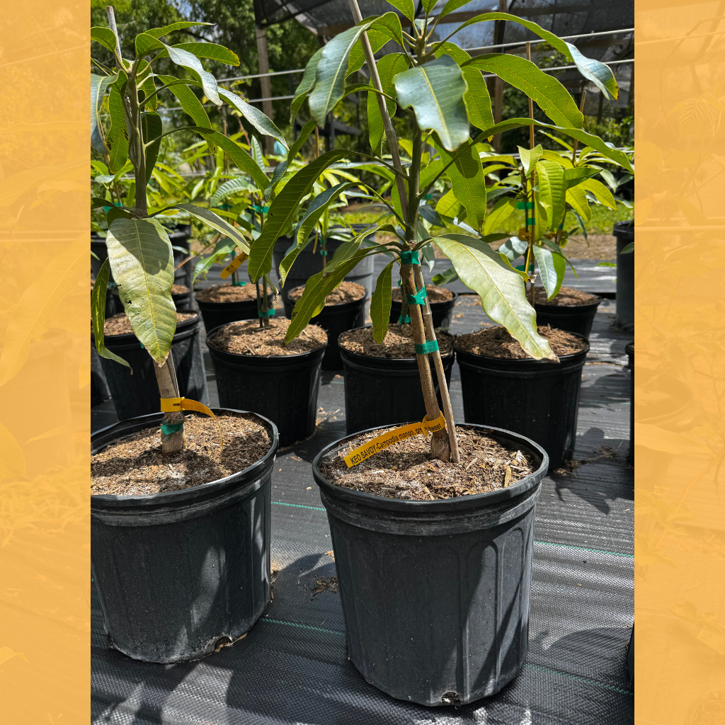 Keo Savoy Mango Tree