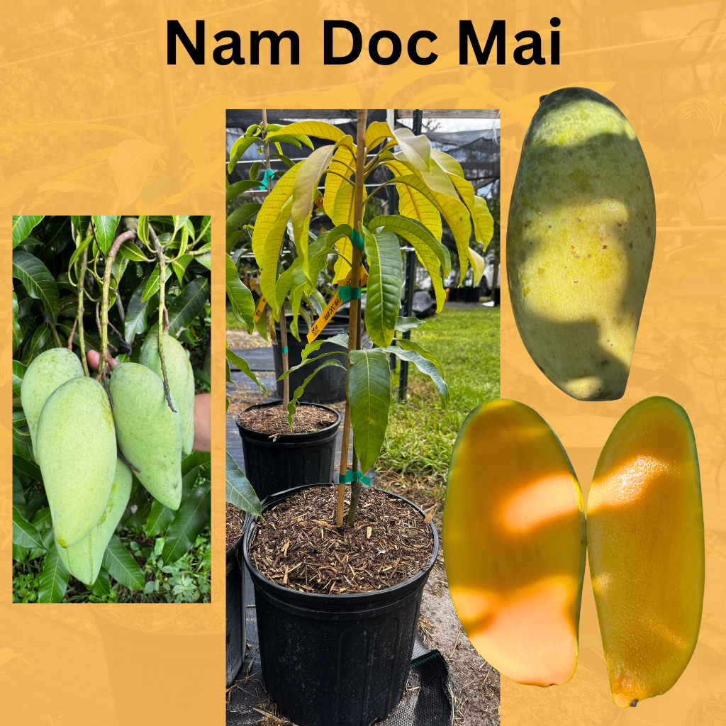 Nam Doc Mai Mango Tree