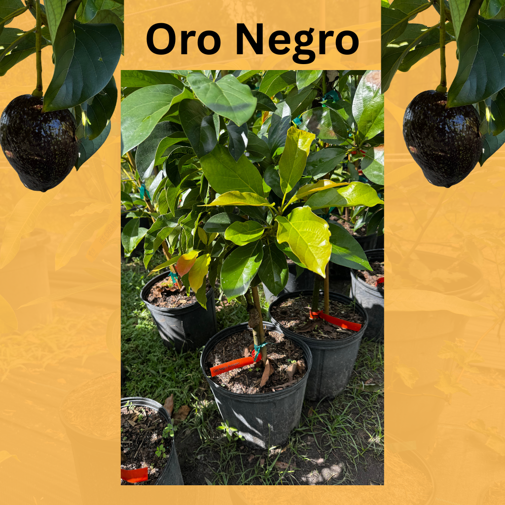 Oro Negro Avocado