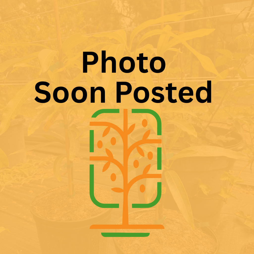 Juicy Peach Mango Tree