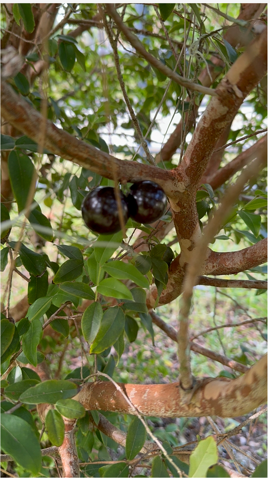 7 gallon: Jaboticaba Tree