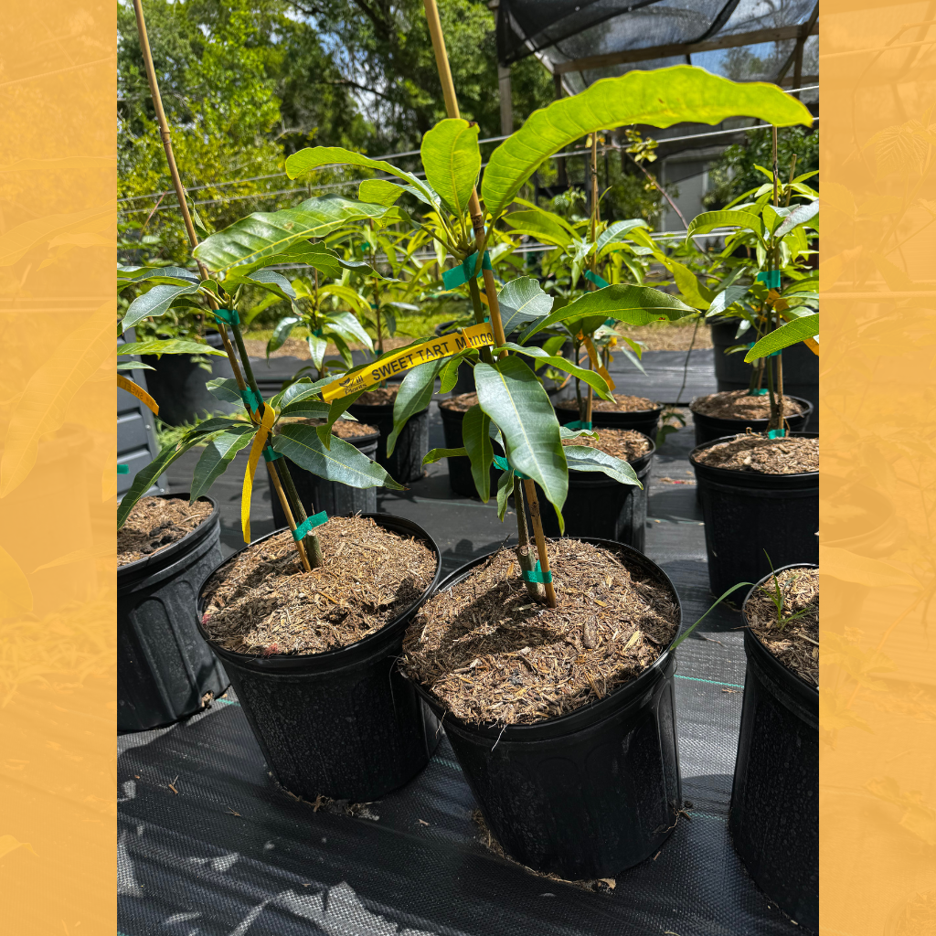 7 gallon Sweet Tart Mango Tree