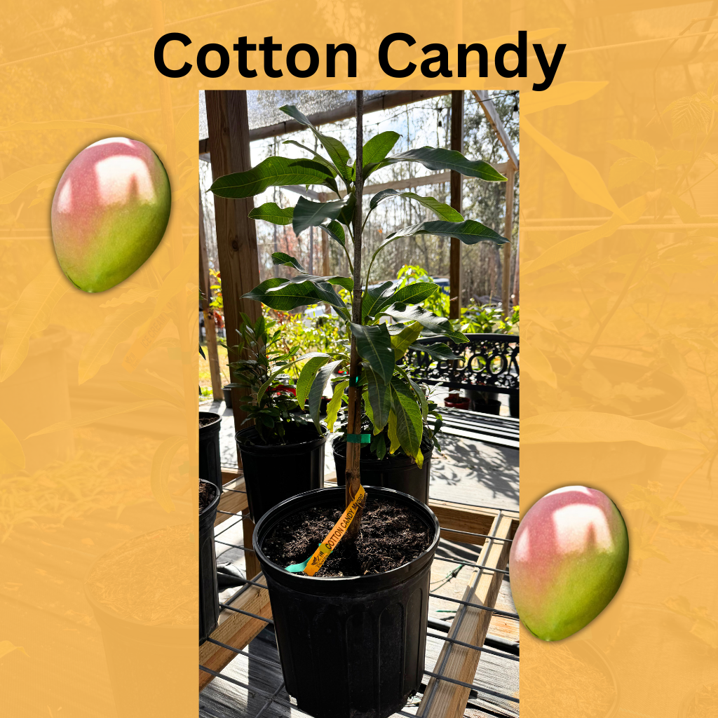 Cotton Candy Semi- Dwarf Mango Tree