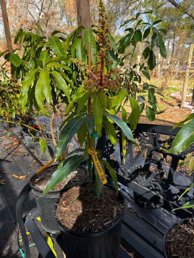 7 Gallon Mango Trees
