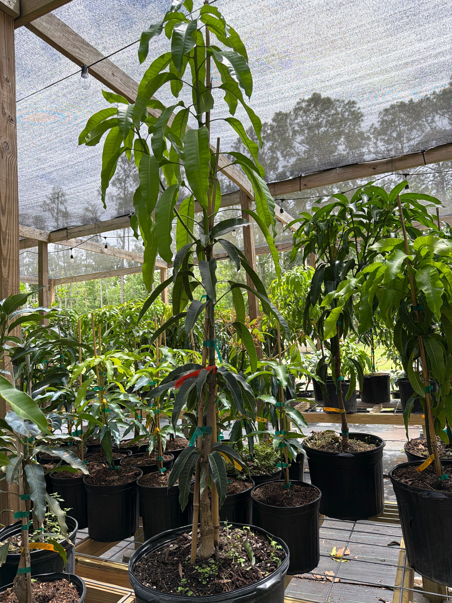 7 Gallon: Ataulfo Mango Tree