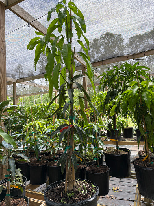 7 Gallon: Ataulfo Mango Tree