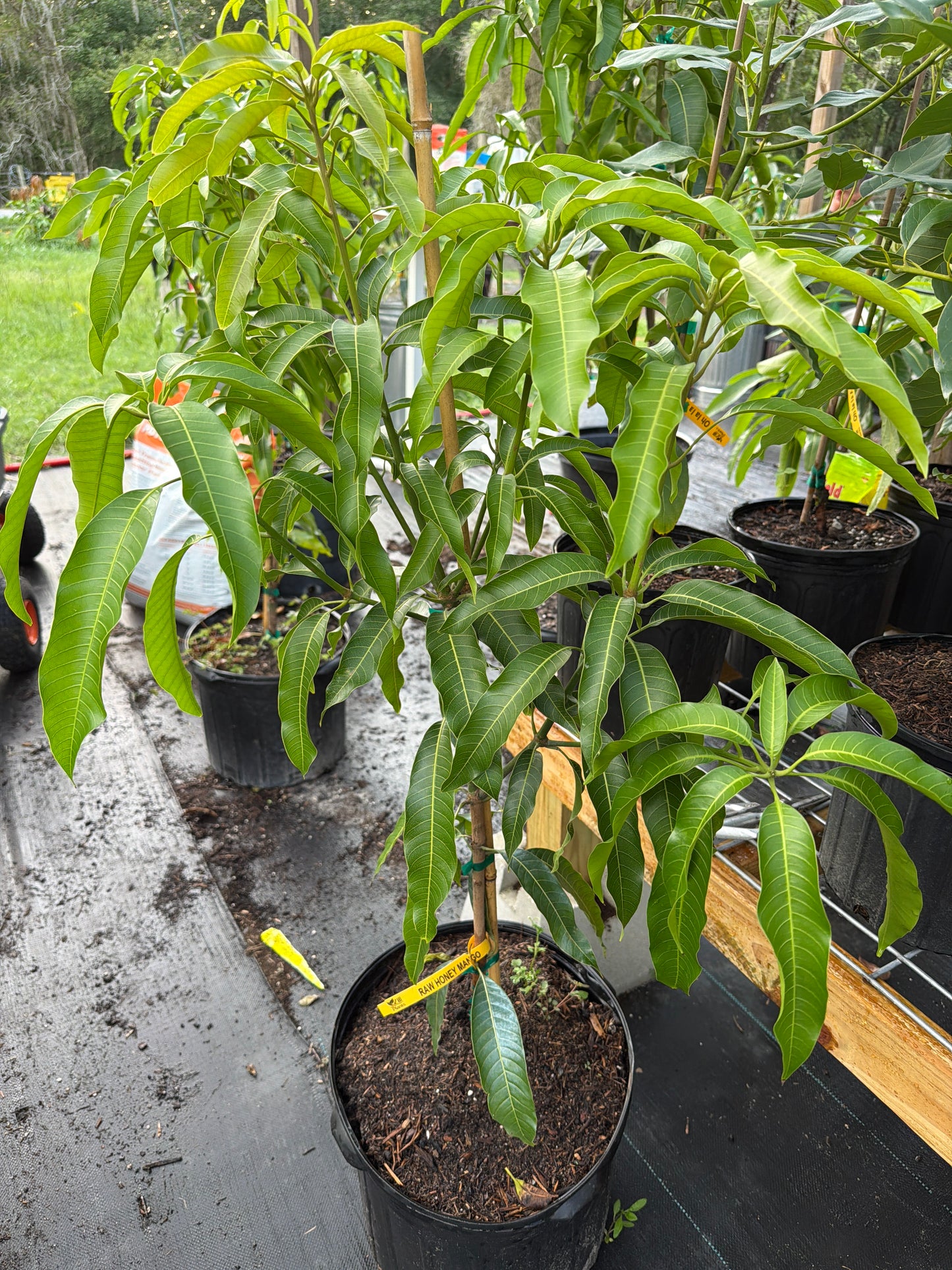 7 gallon Raw Honey Mango Tree