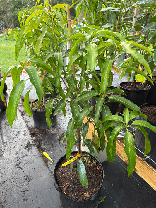 7 gallon Raw Honey Mango Tree
