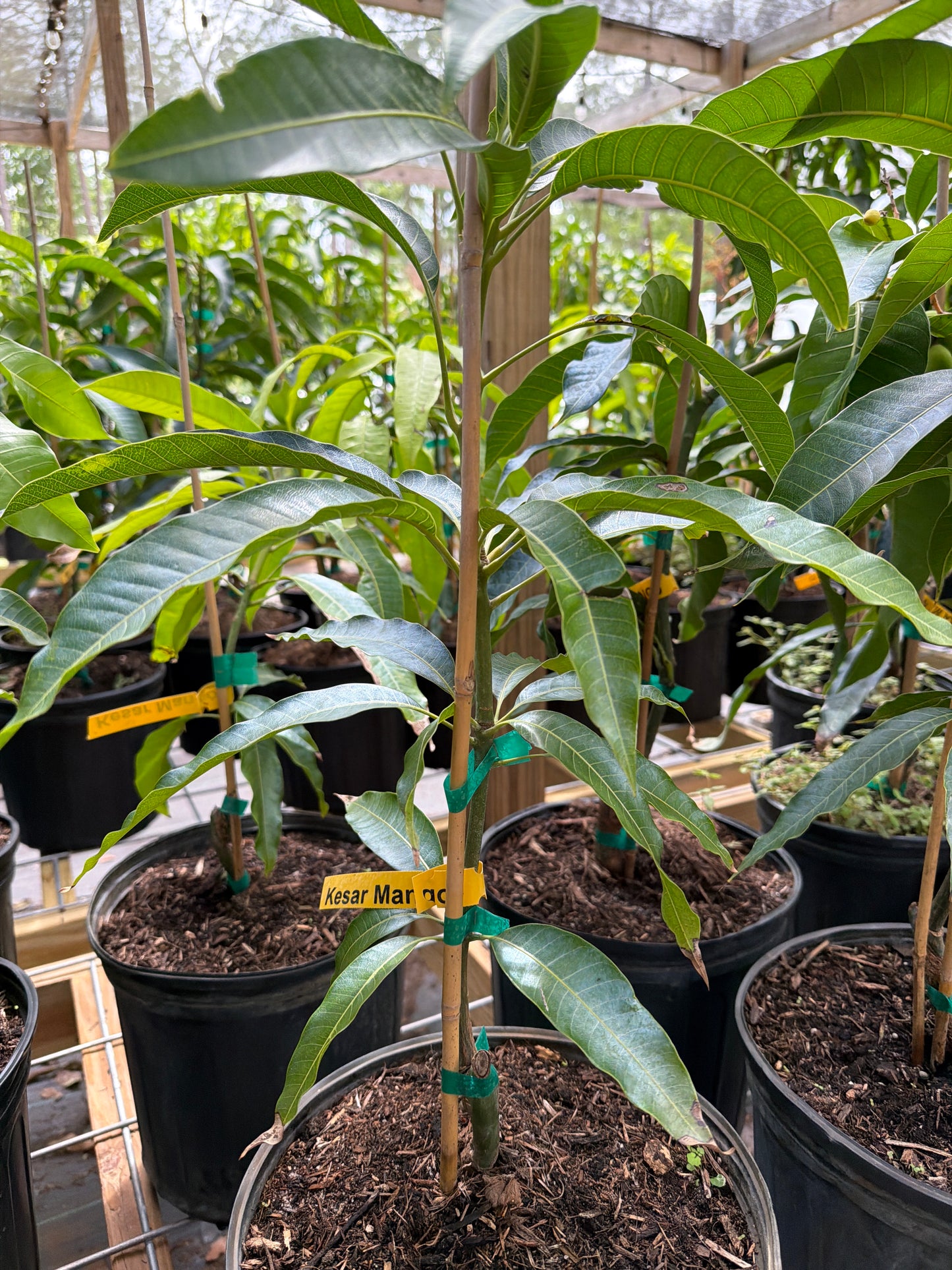 Kesar Mango Tree