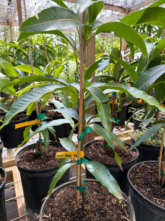 Kesar Mango Tree