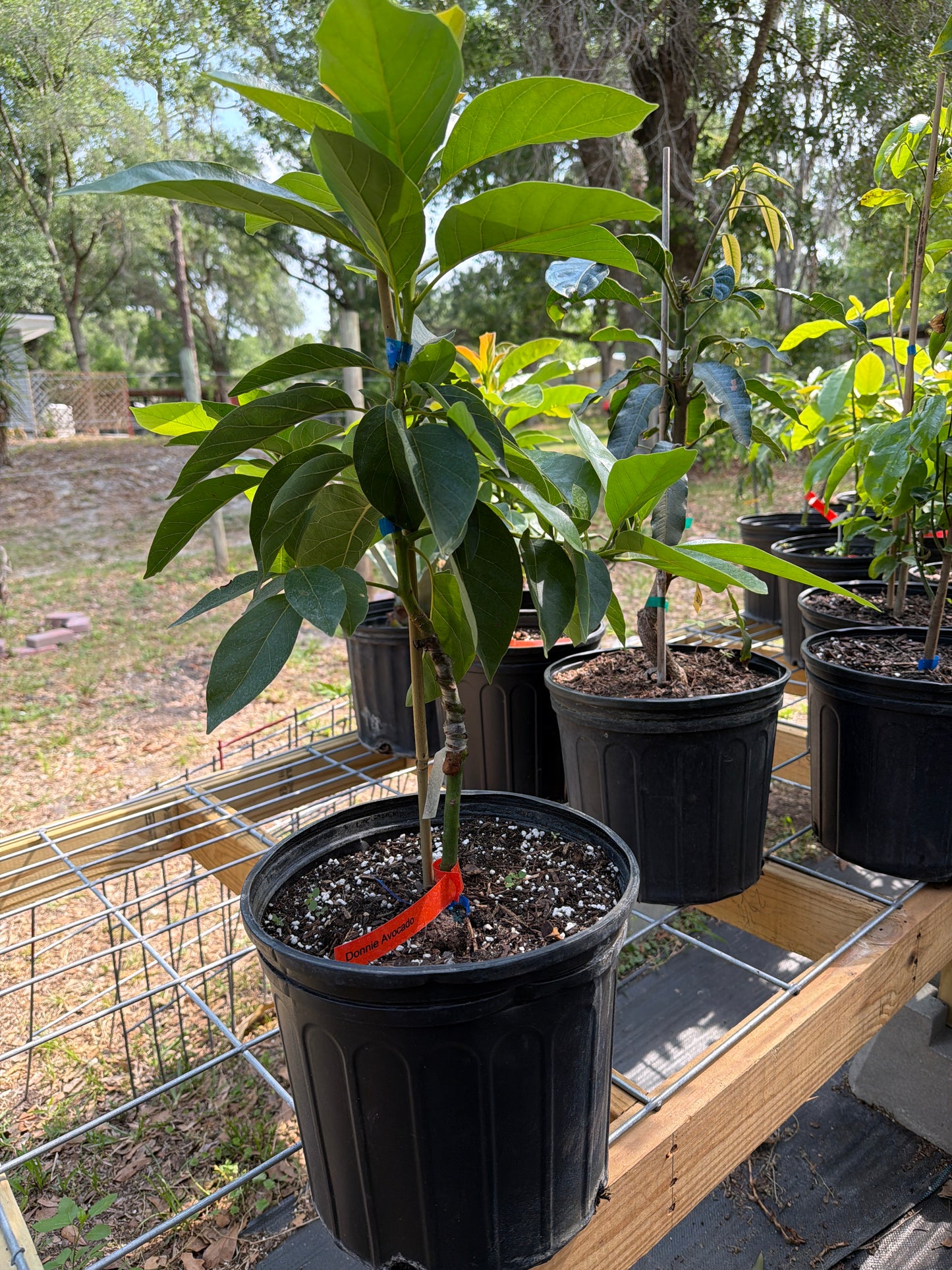 Donnie Avocado Tree