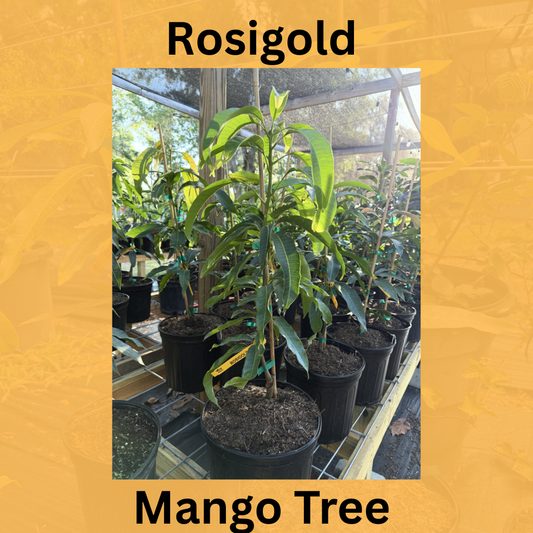 Rosi Gold Mango Tree