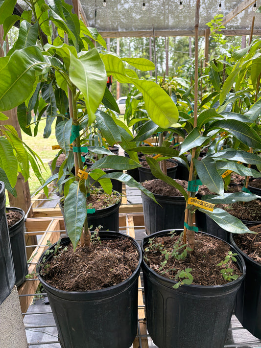 Harvest Moon Mango Tree