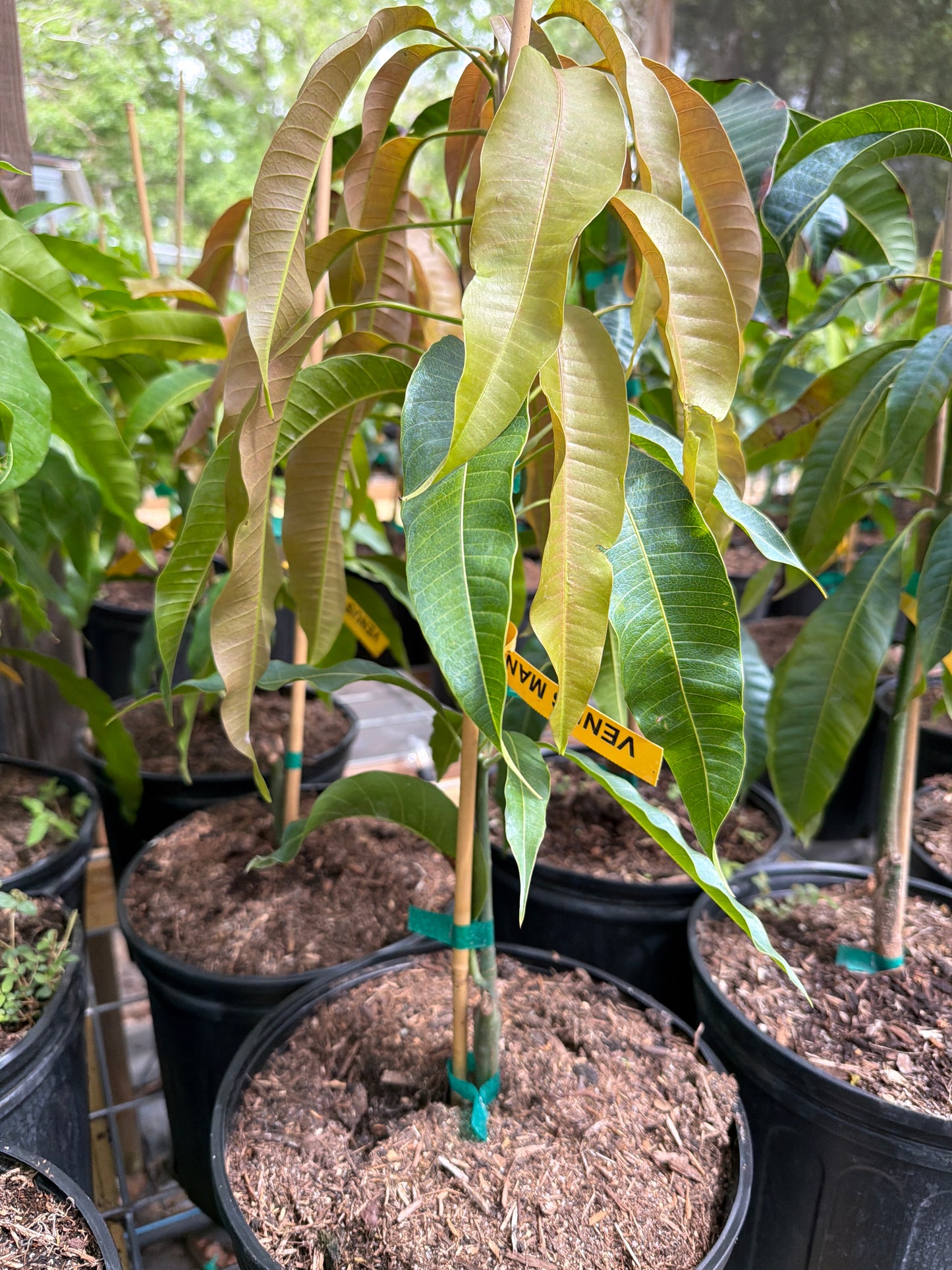 Venus Mango Tree