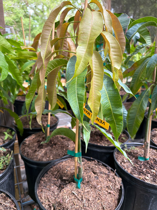 Venus Mango Tree