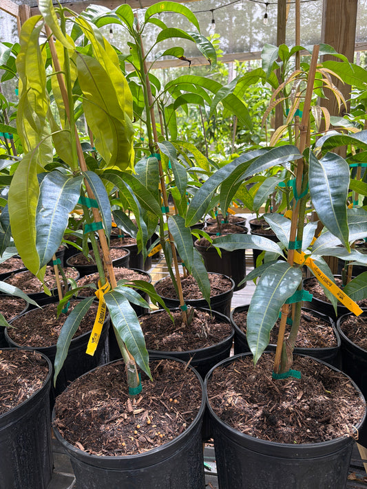 Bombay Mango Tree