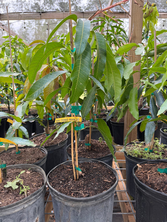 Sai Tong Mango Tree