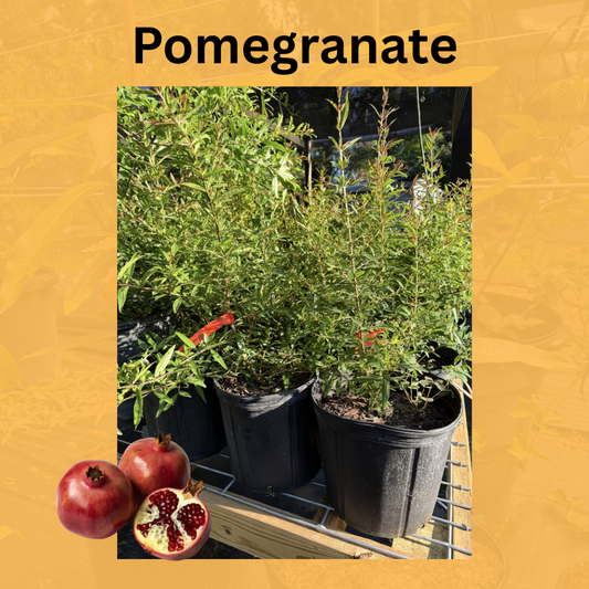 Pomegranate Tree