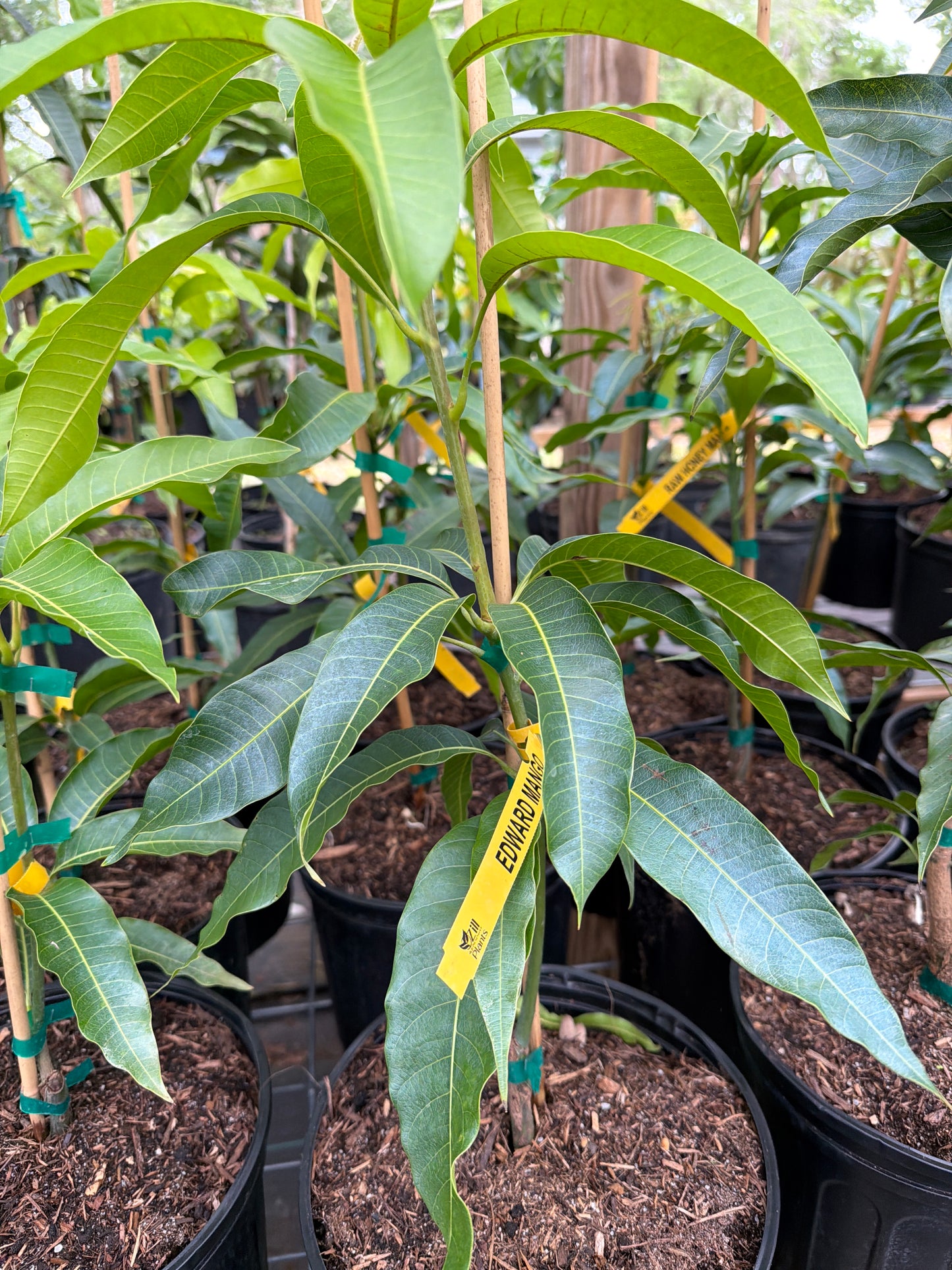 Edward Mango Tree