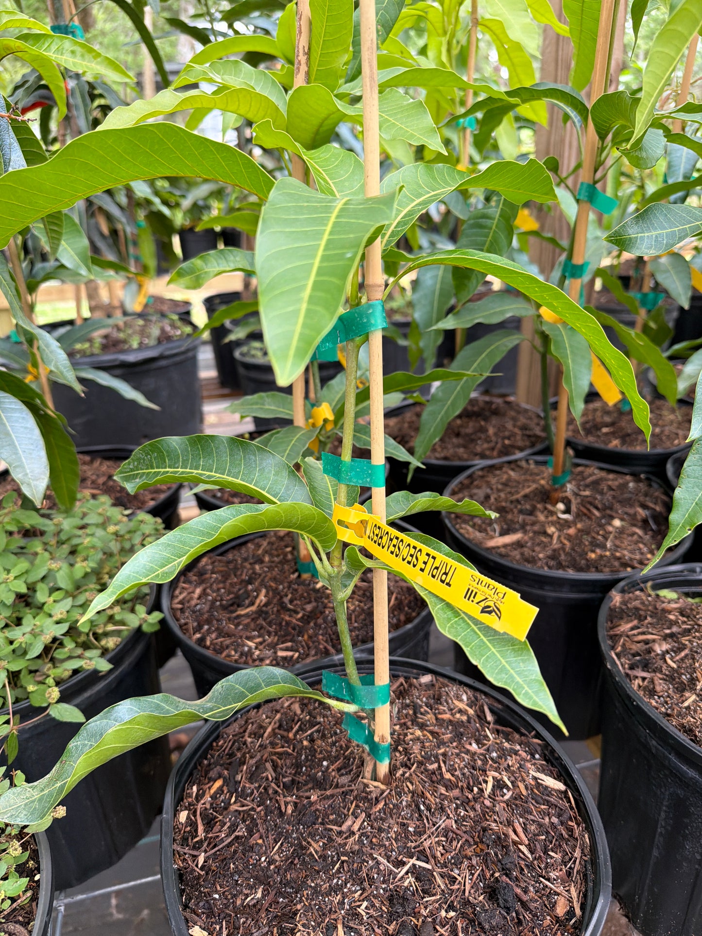 Triple Sec Mango Tree