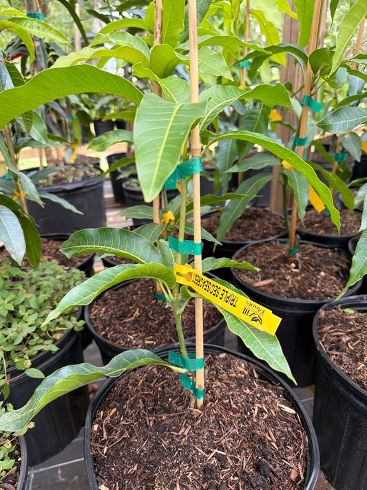 Triple Sec Mango Tree
