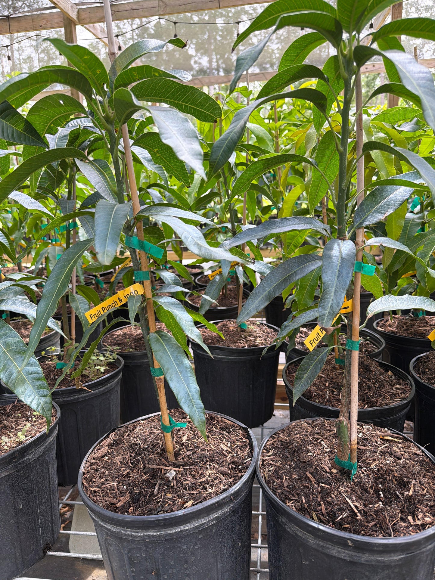 Fruit Punch Mango Tree